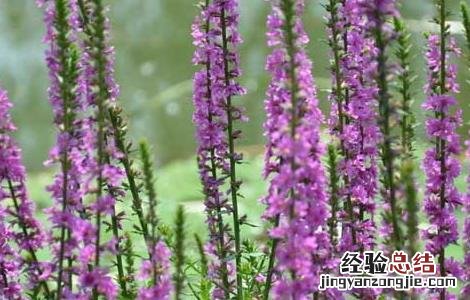 千屈菜种植技术与管理 千屈菜种植技术