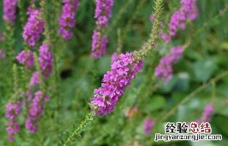 千屈菜种植技术与管理 千屈菜种植技术