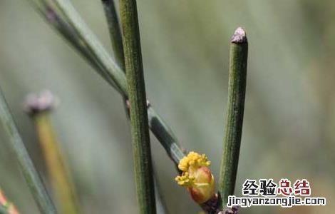 麻黄的种植技术 麻黄种植技术和收益