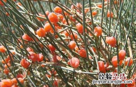 麻黄的种植技术 麻黄种植技术和收益