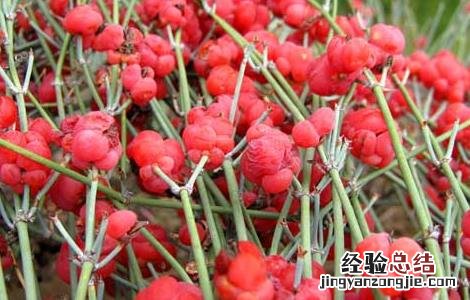 麻黄的种植技术 麻黄种植技术和收益