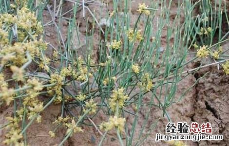 麻黄的种植技术 麻黄种植技术和收益