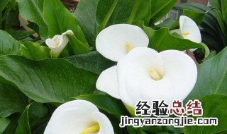 马蹄莲果怎么种 马蹄莲如何种