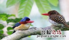 鸟什么季节求偶 鸟什么季节求偶最好
