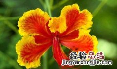 蝴蝶花是什么季节开花 蝴蝶花是什么季节开花?几点开花?