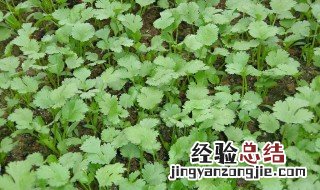 香菜适合哪个季节种 香菜哪个季节种最好