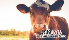 杞子炖牛鞭怎么做 怎么做杞子炖牛鞭