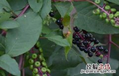 美洲商陆危害 美洲商陆有毒吗