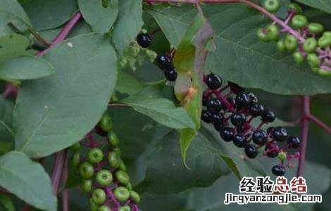 美洲商陆危害 美洲商陆有毒吗