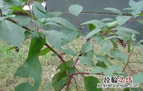 美洲商陆危害 美洲商陆有毒吗