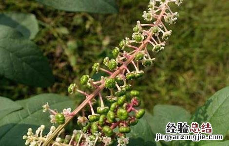 美洲商陆危害 美洲商陆有毒吗