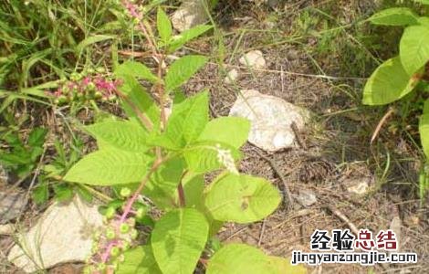 美洲商陆危害 美洲商陆有毒吗