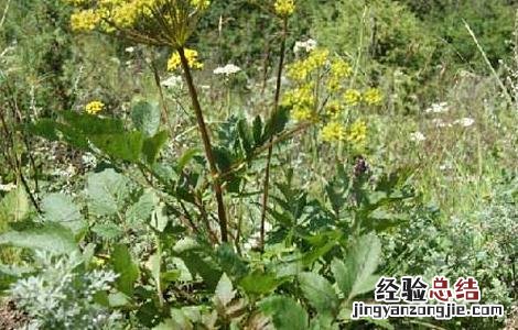羌活种植技术规程 羌活的种植技术