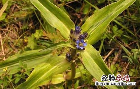秦艽的种植技术 秦艽种植技术要点