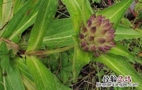 秦艽的种植技术 秦艽种植技术要点