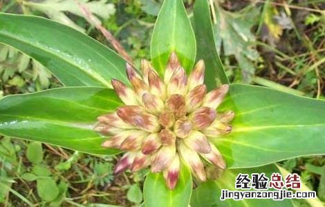 秦艽的种植技术 秦艽种植技术要点
