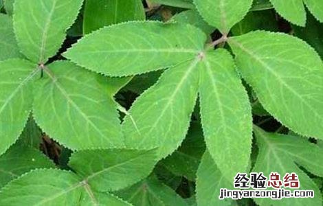 前胡的种植技术