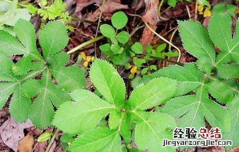 前胡的种植技术