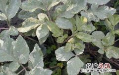 前胡的种植技术