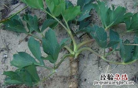 前胡的种植技术