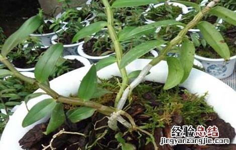 盆栽铁皮石斛怎么养 盆栽铁皮石斛怎么养殖
