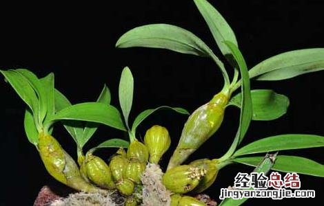 盆栽铁皮石斛怎么养 盆栽铁皮石斛怎么养殖