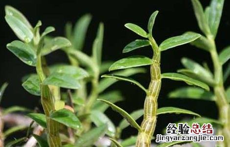 盆栽铁皮石斛怎么养 盆栽铁皮石斛怎么养殖