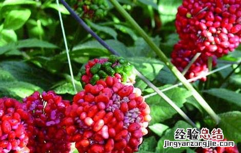 三七如何种植盆栽 盆栽三七怎么种植才好