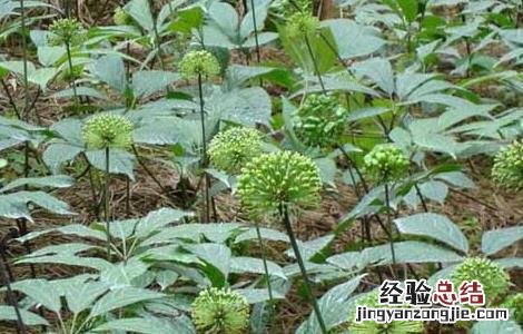 三七如何种植盆栽 盆栽三七怎么种植才好