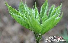 三七如何种植盆栽 盆栽三七怎么种植才好