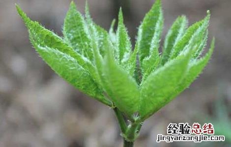 三七如何种植盆栽 盆栽三七怎么种植才好