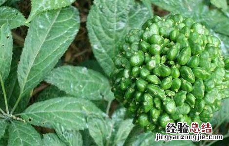 三七如何种植盆栽 盆栽三七怎么种植才好