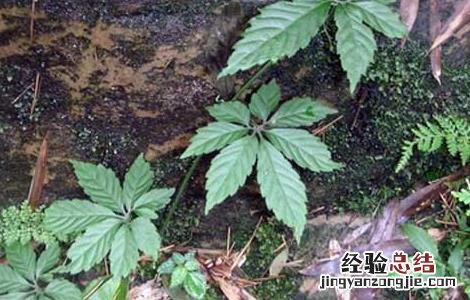 绞股蓝产地是哪里 绞股蓝产地在哪里
