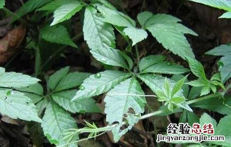 绞股蓝产地是哪里 绞股蓝产地在哪里