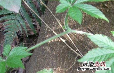 绞股蓝的种植技术,种植前景如何? 绞股蓝的种植技术