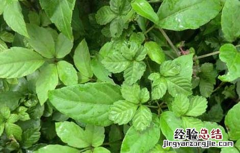 绞股蓝的种植技术,种植前景如何? 绞股蓝的种植技术