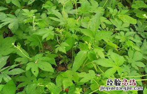 绞股蓝的种植技术,种植前景如何? 绞股蓝的种植技术
