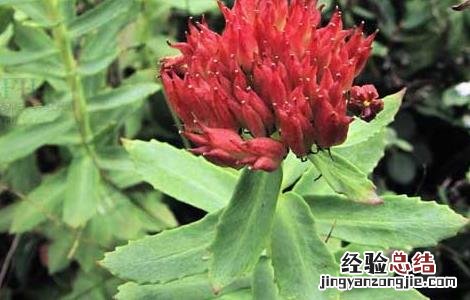 红景天的种植技术 红景天的栽培技术