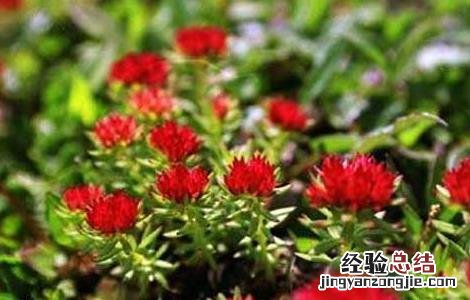 红景天的种植技术 红景天的栽培技术
