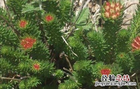 红景天的种植技术 红景天的栽培技术