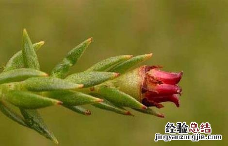红景天的种植技术 红景天的栽培技术