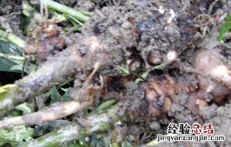 附子高产种植技术 附子高产种植技术要点