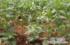 附子高产种植技术 附子高产种植技术要点