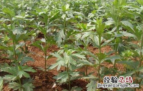 附子高产种植技术 附子高产种植技术要点