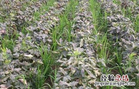 附子高产种植技术 附子高产种植技术要点
