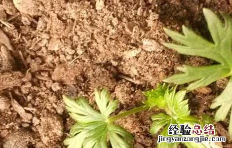 附子高产种植技术 附子高产种植技术要点