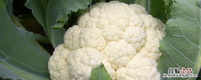花椰菜每亩产量 花椰菜亩产量多少斤
