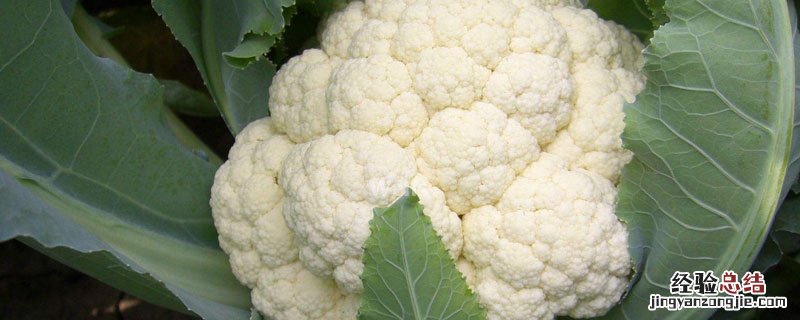花椰菜是什么类蔬菜 花椰菜属于什么类蔬菜