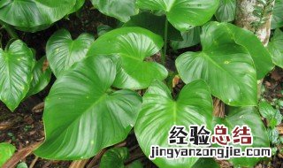 千年健的功效与作用点 千年健的营养价值