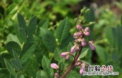 白鲜皮的种植技术 白鲜皮的种植技术方法